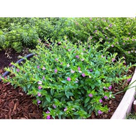 Resim Mezarlık Kabir Çiçeği / Cennet Çiçeği 3 Adet 