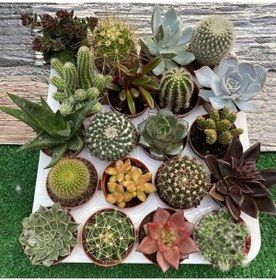 Resim serada decor & plant 10 Adet 5+5 Kaktüs Sukulent Seti 