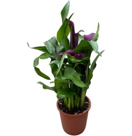 Resim Calla Lilly 'purple' Gala Çiçeği 