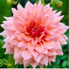 Resim 2 Adet Soft Pembe Renkli Dahlia Yıldız Çiçeği Soğanı 