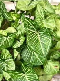 Resim Canlı Dolgun Fomlu Melek Kanadı Çiçeği 1 Adet Saksılı 25-40Cm Salon Çiçeği 