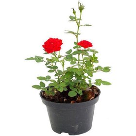 Resim Bitkim Sende Yediveren Kırmızı Renk Kokulu 40 60 Cm 3 Adet Saksılı Aşılı Gül Red Rose 