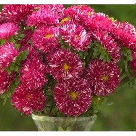 Resim Burgundy Renkli Aster Kasımpatı Tohumu - 20 Adet - 