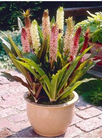 Resim Eucomis Comosa Ananas Çiçeği Zambağı Soğanı 1 Adet 