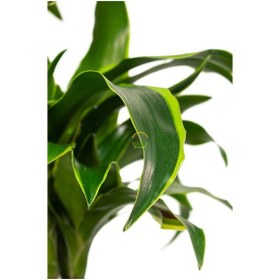 Resim Dracaena Fragrans Dorado Bitkisi L Boy 