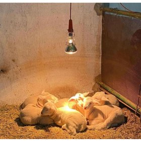 Resim SAMARA 250 Watt Şeffaf Cam Infrared Isıtıcı Ampul Lamba 1 Adet Porselen Duy Hediye 