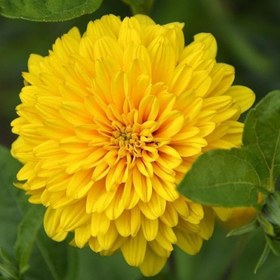 Resim Dahlia Çiçekli İsabellina Zinya Çiçeği Tohumu(40 tohum) 