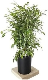 Resim Videolu Dikkat Çeken Alacalı Benjamin Çiçeği Fidanı 50-70 Cm Saksılı Çiçekli Bodur Ficus Benjamina 