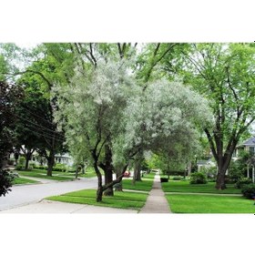 Resim Anadolu İğde Fidanı Elaeagnus Angustifolia 2 Adet 