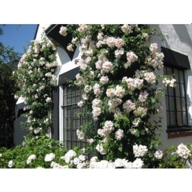 Resim Tüplü Yediveren Kokulu White Quen Sarmaşık Gül Fidanı 