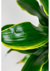Resim Dracaena Fragrans Dorado Bitkisi L Boy 
