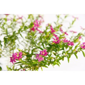 Resim Bonsai Kufeya Cennet Çiçeği - 2 Adet 