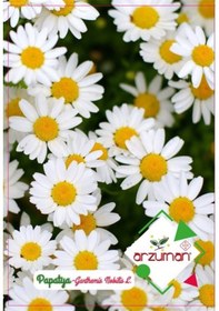 Resim Arzuman Süs Bitki Papatya Çiçek Tohumu 