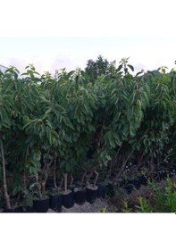 Resim Tüplü 4 Yaş Napolyon Ziraat 900 Kiraz Fidanı Boy 180-200 Cm 