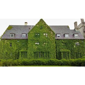 Resim Hedera Sarmaşık 3 Adet 50-100 Cm Sarılıcı Bitki 