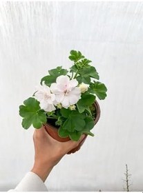 Resim Videolu Bol Yapraklı 1 Adet Beyaz Sardunya Çiçeği 15-30Cm Saksılı (Geranium) 