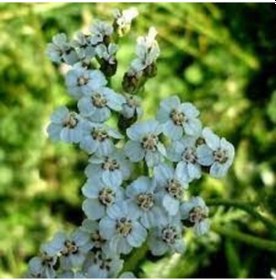 Resim 20 Adet Tohum Hobi Bahçe Mavi Civan Perçemi Çiçeği Tohum Saksı To 