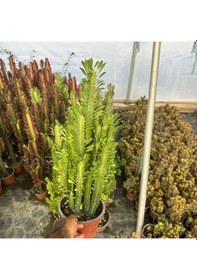 Resim Bol Dallı Büyük Boy Euphorbia Trigona Green - Afrika Yeşil Süt Ağacı Kaktüsü 