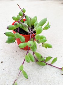 Resim serada decor & plant Yakut Kolyesi Sukulent Othonna Capensis Sarı Çiçekli 