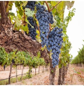 Resim Tüplü Şaraplık Syrah Şiraz Üzüm Fidanı 