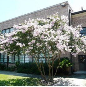 Resim 3 Yaş Beyaz Oya Ağacı 