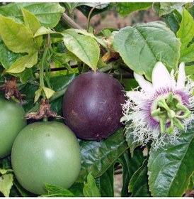 Resim Tüplü Passiflora Fidanı Yaş 1 Boy 40-60Cm 