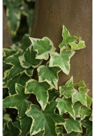 Resim Alacalı Hedera - Orman Sarmaşığı 100 - 150 cm 4 Adet 