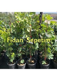Resim 2 Yaş Victoria Üzüm Fidanı 