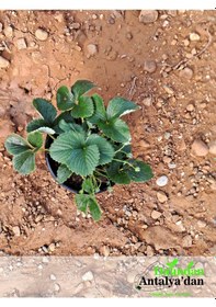 Resim 2 Adet Beyaz Çilek Fidesi 