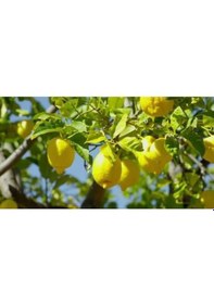 Resim Yediveren Limon Fidanı 2 Adet - 3 Yaş Tüplü Fidan 