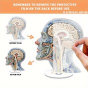 Resim 2D Düz, Dönen Anatomi Beyin Masa Dekoru - Beyin ve Nöral Desenli, Elektriksiz - Tıp Ofisi, Sinirbilim Laboratuvarı Dekorasyonu - Psikiyatristler, Nörologlar, Öğrenciler için Eğitici Araç - Dayanıklı Akrilik Yapı - İdeal Tıp Toplantı Hediyesi, Detaylı Tasarım, İşçiliği, 2D Düz 