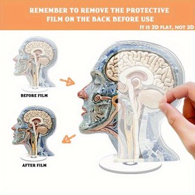 Resim 2D Düz, Dönen Anatomi Beyin Masa Dekoru - Beyin ve Nöral Desenli, Elektriksiz - Tıp Ofisi, Sinirbilim Laboratuvarı Dekorasyonu - Psikiyatristler, Nörologlar, Öğrenciler için Eğitici Araç - Dayanıklı Akrilik Yapı - İdeal Tıp Toplantı Hediyesi, Detaylı Tasarım, İşçiliği, 2D Düz 