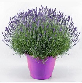 Resim Lavanta - Lavandula Angustifolia 
