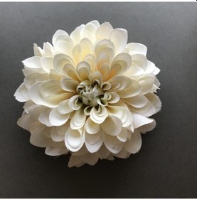 Resim White Lace Dahlia Dev Yıldız Çiçeği Yumrusu 1 Adet 