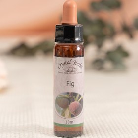 Resim FIG ( İNCİR ÇİÇEĞİ ) 