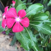 Resim Deep Rose Vinca Roseus Rozet Çiçeği Tohumu (20 Tohum) 