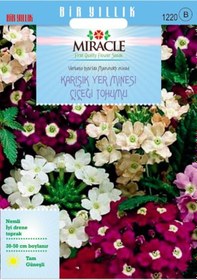 Resim Miracle Karışık Renkli Yer Minesi Verbena Çiçeği Tohumu 100 To 