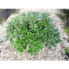 Resim Pitosporum 3 Adet Paket - Yer Örtücü Dış Mekan Bitkisi 