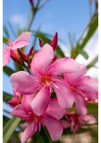 Resim Zakkum Çiçeği 10 Adet - Nerium Oleander Dış Mekan Çiçeği 