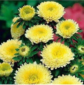 Resim Sarı Pompon Aster Çiçeği Tohumu 50 Tohum Ohum 