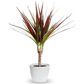 Resim Madagaskar Dragon Ağacı – Dracaena Marginata - Tek Gövdeli Bordo 