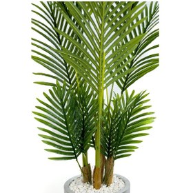 Resim Areka Palmiyesi 160cm Siyah Gold Metal Darbuka Saksıda H 