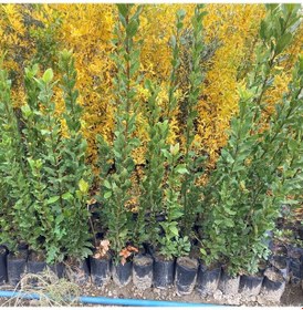 Resim Tüplü Defne Fidanı 90-110cm N11.20718 