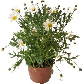 Resim Papatya Çiçeği x 3 ad 