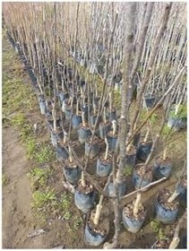 Resim 2-3 Yaş Aşılı Santa Armut Fidanı 80 Cm Bol Verimli Soğuğa Dayanıklı, SRD12022025BYB205 