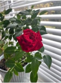 Resim Videolu Kırmızı Kokulu Yediveren Gül Fidanı (30 60 Cm) Saksılı 1 Adet Aşılı Gül Red Rose 