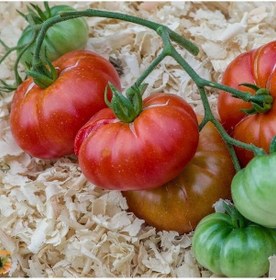 Resim Etli Red Calabash Domates Tohumu 15 Tohum 