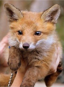 Resim Turuncu Dıngpu 5d Dıy Elmas Boyama Elmas Nakış Hayvan Mozaik Çapraz Dikiş Resim Taklidi Ev Dekor 40x50cm 