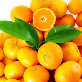 Resim Tüplü Aşılı Yuvarlak Okitsu Mandalina Fidanı 