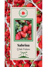 Resim 20 Adet Sabrina Çilek Fidesi Açık Kök ve Taze Söküm (Frigo) 